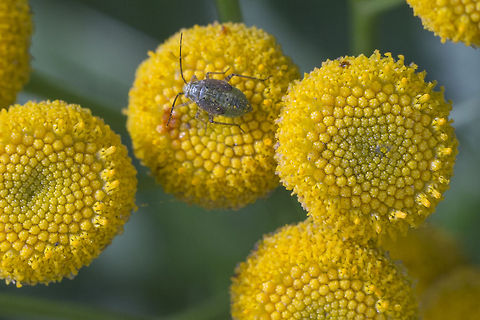 Tarnished plant bug nymph It seems it was my day for finding invasives and crop pests. Apparently this guy's adult form is a major pest of edibles&hellip;  Fall,Geotagged,Lygus lineolaris,Tarnished plant bug,United States
