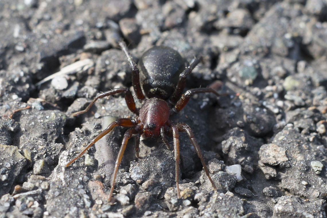 Ant Mimic Sac Spider - castianeria longipalpa I've only been able to get as far as determining that this is in the family Gnaphosidae or Ground Spiders… otherwise I haven't been able to find a satisfactory match. The closest I've come is Callilepis Pluto, but I'm not convinced that the arrangement of the eyes on this spider is quite right, nor does the abdomen look exactly right either. <br />
<br />
There were quite a few of these running around where I was - the were fast moving, roaming spiders without any apparent web. They liked to run under my shoe to hide if I stopped walking. When I'd lift my shoe they'd remain motionless for a small period of time - enough to snap a photo.<br />
<br />
Update: BugGuide.net comes through. Someone recognized her right away. Looks to me to be an adult female Ant Mimic Sac Spider An Antmimic Spider,Castianeira longipalpa,Geotagged,United States