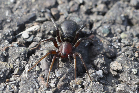 Ant Mimic Sac Spider - castianeria longipalpa I've only been able to get as far as determining that this is in the family Gnaphosidae  or Ground Spiders… otherwise I haven't been able to find a satisfactory match. The closest I've come is Callilepis Pluto, but I'm not convinced that the arrangement of the eyes on this spider is quite right, nor does the abdomen look exactly right either. 

There were quite a few of these running around where I was - the were fast moving, roaming spiders without any apparent web. They liked to run under my shoe to hide if I stopped walking. When I'd lift my shoe they'd remain motionless for a small period of time - enough to snap a photo.

Update: BugGuide.net comes through. Someone recognized her right away. Looks to me to be an adult female Ant Mimic Sac Spider An Antmimic Spider,Castianeira longipalpa,Geotagged,United States