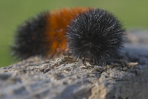 Wooly Bear Caterpillar Ah so common, but too cute to leave out :p

We have folk lore here that says you can tell how harsh the winter will be by looking at the wooly bear's stripes. The more brown the milder the winter. There's of course no truth to it at all, but it's still fun. Banded woolly bear,Geotagged,Pyrrharctia isabella,United States