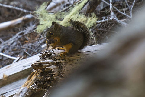 Douglas Squirrel  Geotagged,United States