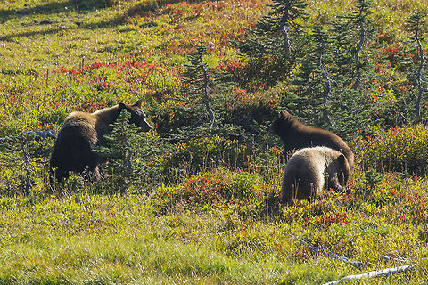 Mamma black bear and two cubs As brown as these bears are, they are indeed still black bears. As far as I know we don't have any confirmed Grizzlies living in Washington, and definitely not this far south (there's been some unconfirmed sightings up near the Canadian border, I think). Update  - it is thought there may be 15-30 grizzlies living in Washington, but still none as far south as Rainier. 

Unlike parts of the east coast, seeing bears in the wild out here is still a relatively rare thing. In all of my hiking years this is probably the longest amount of time I've been able to observe them at this type of distance. I've only been closer once (came around a corner and surprised one once - we both split in opposite directions pretty darn quick). This mamma seemed pretty unconcerned about us. She was much more interested in grazing the huckleberries that grow in the subalpine meadow. She probably doesn't have much more time up there before it starts to snow - maybe a couple of weeks at the most, so her main concern is to put on as much winter weight as possible. The little ones were more wary. It took about 10 min for them to move off of the trail far enough that we felt comfortable passing them. Fortunately there were a few other hikers around at that point and she was otherwise occupied or we may have had a bit of a wait…. I clapped my hands and yelled, she totally ignored me :p. It wasn't until hikers started coming up the trail in the opposite direction that the bears moved off to the side a bit more.  American black bear,Geotagged,United States,Ursus americanus