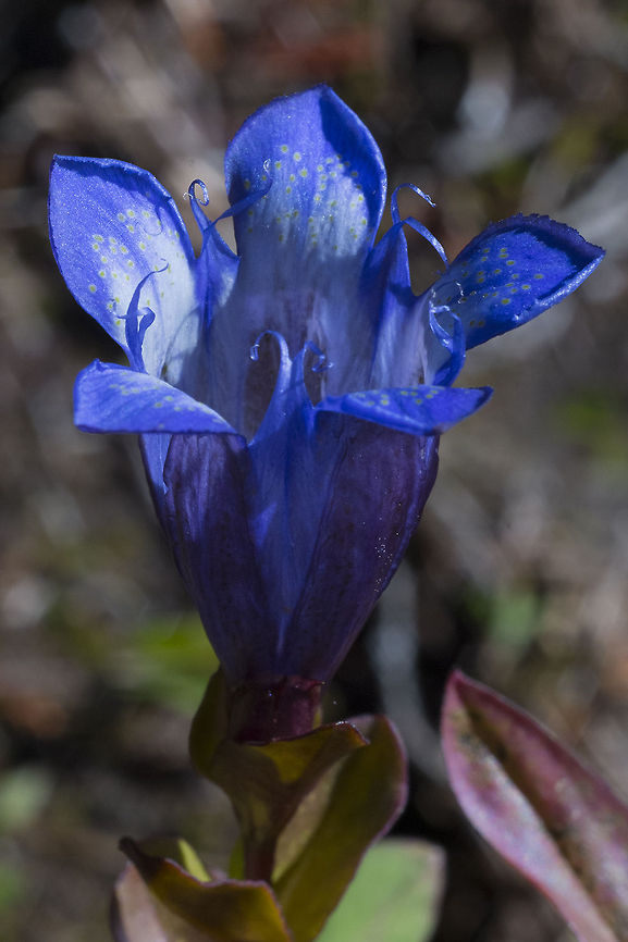 Mountain Bog Gentian This was one of the only wildflowers left blooming in the subalpine meadows near Mt. Rainier. It's so high and cold up there that it seems to have only about two seasons. The snow doesn't every really go away and the "spring" wildflowers (which arrive in July-August!) give way to fall colors and soon enough snow Gentiana calycosa,Geotagged,United States