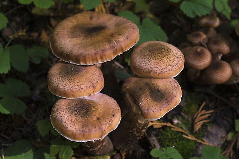 Forest mushrooms The fall forest is absolutely bursting with fungi - I'll do my best to identify the mushrooms I post, but since I like being quite sure of myself when I do name things, I find them to be rather challenging… most of the fungi I come across seems to have too many look alikes and without picking them really sure identification may not be possible.  Armillaria mellea,Geotagged,United States