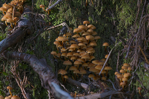 Infamous LBM - Little Brown Mushrooms  Geotagged,Golden trumpet,United States,Xeromphalina campanella