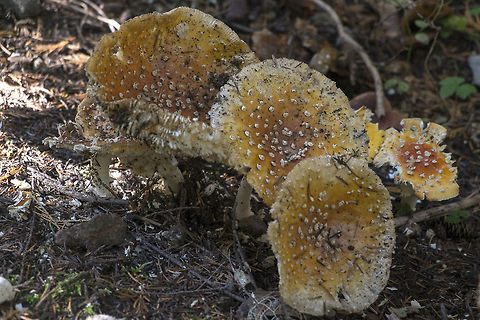 Old amanita  Amanita muscaria,Fly agaric,Geotagged,United States