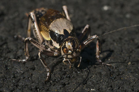 Great Grig Wow! what a cricket I found today. He was HUGE and it's definitely a he, as the she crickets have no wings. Very little info on this guy that I can find, except that they are uncommon.  Cyphoderris monstrosa,Geotagged,Great grig,United States