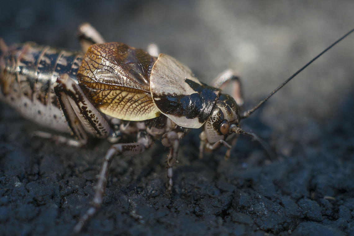 Great Grig - wing detail  Cyphoderris monstrosa,Geotagged,Great grig,United States
