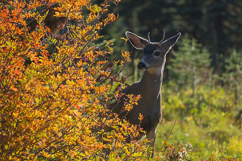 Young Buck This little buck was hanging out with a doe - mamma or girlfriend?  His wee little antlers seem to indicate he's just about a year old, so I'd guess mamma.  Black-tailed deer,Geotagged,Odocoileus hemionus columbianus,United States