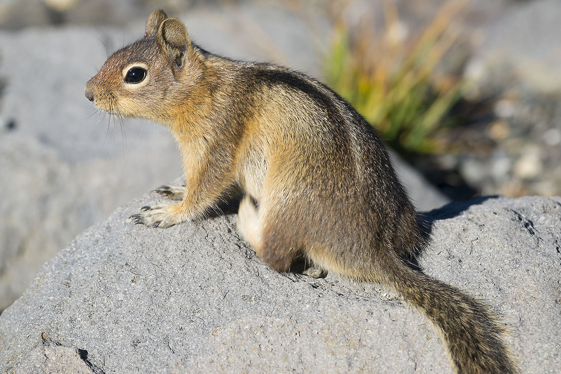 Golden Mantled Ground Squirrel I love Mt. Rainier. So much awesomeness and lots - lots of fauna, mostly willing to pose for a lovely photo. I&#039;m sure this guy thought he&#039;d get a peanut, but I&#039;m good and no peanuts from me.  Callospermophilus saturatus,Cascade golden-mantled ground squirrel,Geotagged,United States
