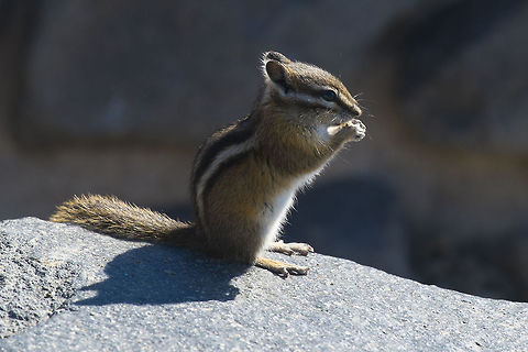Yellow Pine Chipmunk These guys were running around harvesting all the grass seeds they could hold. Only a little while now before they see their first snow! Fall,Geotagged,Neotamias amoenus,United States,Yellow-pine chipmunk