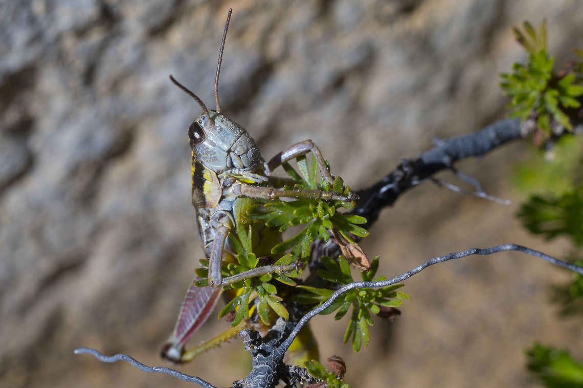 Buckell's Timberline Grasshopper Got it - Buckellacris nuda aka Buckell's Timberline Grasshopper Buckell's Timberline Grasshopper,Buckellacris nuda,Geotagged,United States