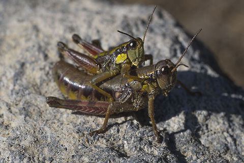 Buckell's Timberline Grasshopper pair These wingless, kind of clumsy, grasshoppers were quite abundant. Mating season was in full swing - pairs were more common than singles. Buckell's Timberline Grasshopper,Buckellacris nuda,Fall,Geotagged,United States