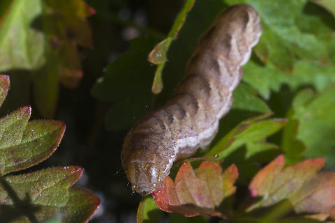 Owlet moth caterpillar I'm looking into getting this one narrowed down a bit more. Fall,Geotagged,United States