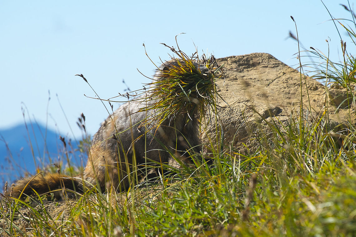 Preparing for winter This marmot has a very big mouthful of grass - he was gathering it and bringing it back to his burrow which was just under the rock in the picture. He was going a surprising distance to collect exactly what he wanted.  Fall,Funny,Geotagged,Hoary marmot,Marmota caligata,United States