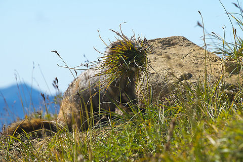 Preparing for winter This marmot has a very big mouthful of grass - he was gathering it and bringing it back to his burrow which was just under the rock in the picture. He was going a surprising distance to collect exactly what he wanted.  Fall,Funny,Geotagged,Hoary marmot,Marmota caligata,United States