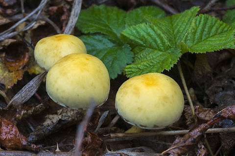 Yellow Mushrooms Had a fun-gus filled day hiking at Mt. St. Helens. Most of the macro fauna has begun holing up and sleeping, but the wetter weather has brought out the mushrooms. Hopefully I can identify at least some of them! Geotagged,Hypholoma fasciculare,Sulphur tuft,United States