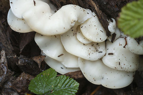 Angel Wings (Oyster Mushrooms) Though they look a bit like shelf bracket fungus, these were soft and wet more like a mushroom. Update - saw more of these and was able to identify them as a variety of Oyster mushroom Geotagged,Pleurocybella porrigens,United States
