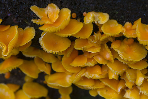 Bright Orange mushrooms As far as I know, these are not chantrelles... Chrysomphalina aurantiaca,Geotagged,United States