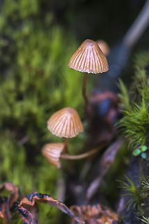 Tiny brown mushrooms I think these are in the Mycena family, but it's a big family... Geotagged,United States