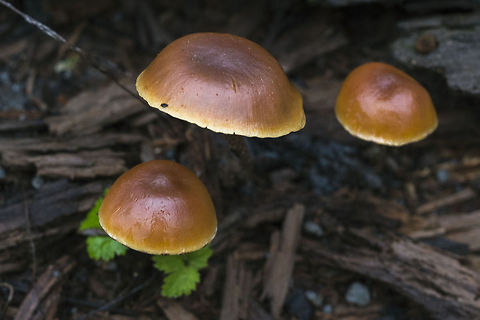 Caramel colored mushrooms  Cortinarius vibratilis,Geotagged,United States