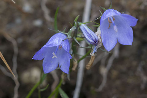 Common Harebell aka Bluebell  Campanula rotundifolia,Geotagged,Harebell,United States