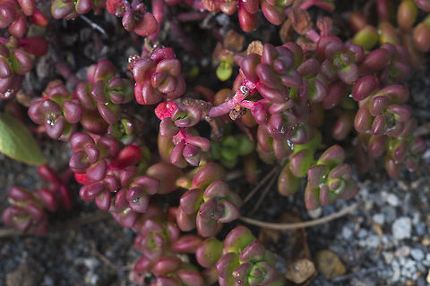 Oregon Stonecrop A wild west coast variation of the popular dry garden succulent. In the brief summer it gets bright yellow flowers.  This little plant seems to be thriving in the blast zone of Mt. St. Helens at this point in the forest's recovery.

Who-hoo - lucky number 50 new species :-) Fall,Geotagged,Sedum oreganum,United States