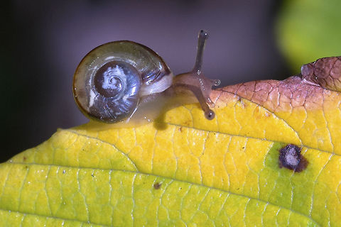 Land Snail I'm picking the hard ones recently… not sure I'll be able to figure out exactly who this one is. If anyone wants a crack at it, this was a very tiny land snail - the shell was probably no bigger than a few mm. I've found similar shells, but none inhabited by a pinkish-tannish snail with grey stripes up the eye stalks. Geotagged,United States