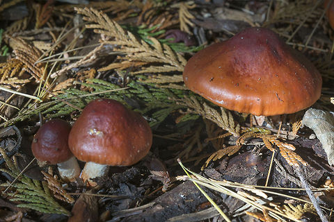 Phaeocollybia ammiratii