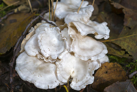 Clitocybe dilatata Clitocybe dilatata - pretty sure that's what this guy is. It occurs here and other examples have been found in the same general area. 
http://mushroomobserver.org/name/show_name/1765
http://www.rogersmushrooms.com/gallery/DisplayBlock~bid~5789~source~gallerychooserresult.asp Clitocybe dilatata,Crowded White Clitocybe,Geotagged,United States
