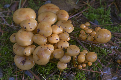 Butterscotch Buttons  Geotagged,United States