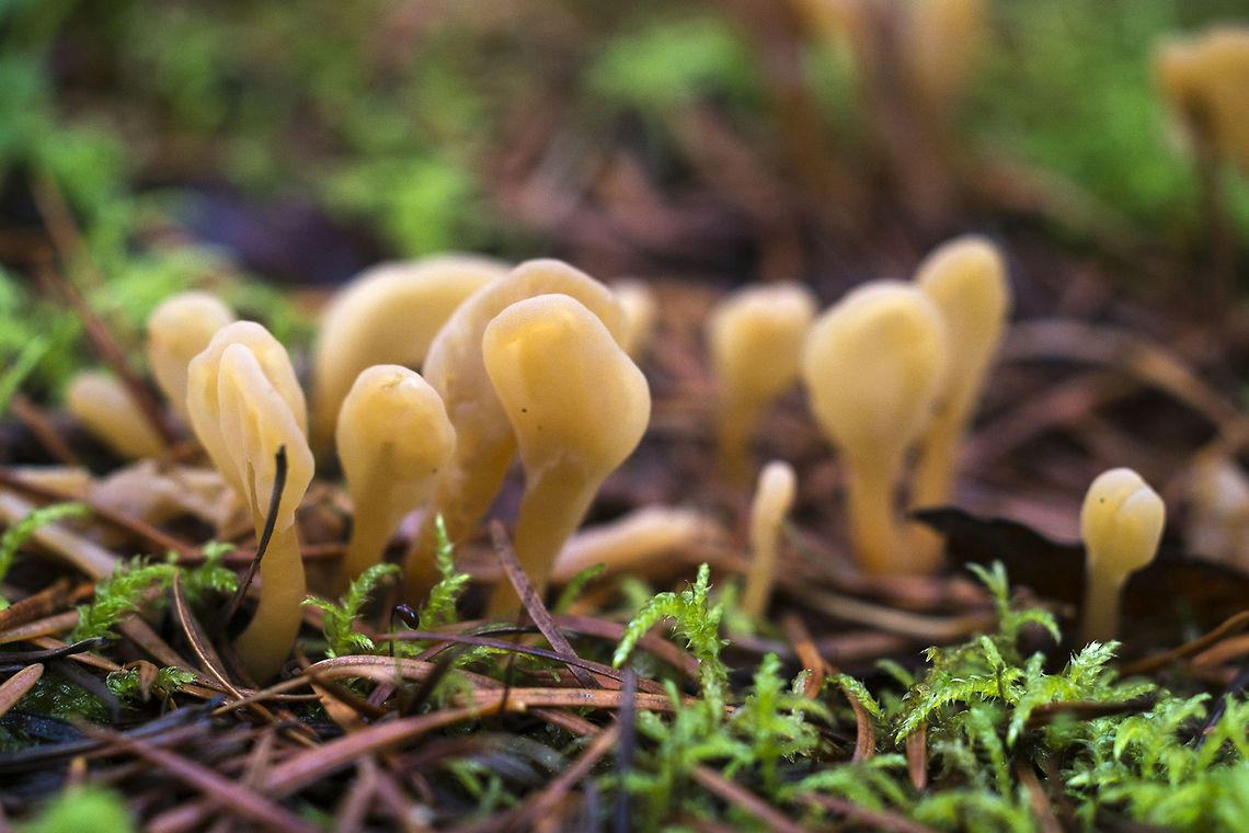 Yellow Earth Tongues uncommon Geotagged,Spathularia flavida,United States