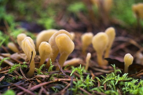 Yellow Earth Tongues uncommon Geotagged,Spathularia flavida,United States