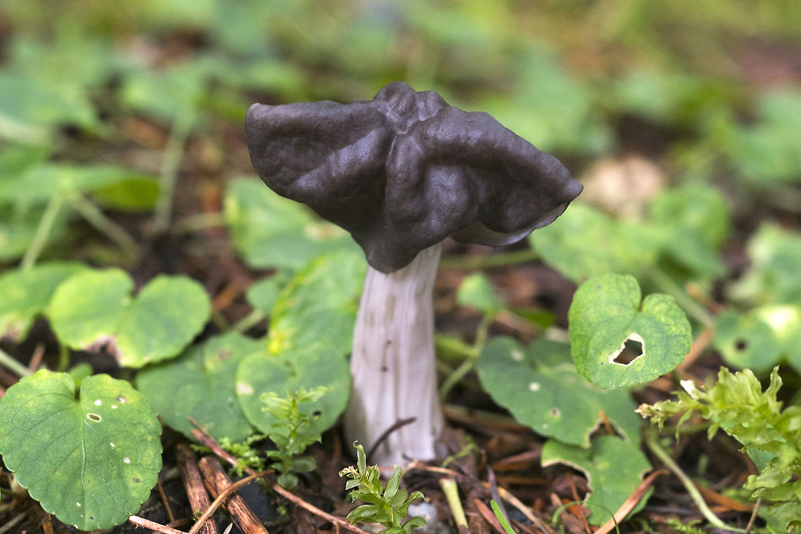 False Morel This is just one of a number of mushrooms commonly known as a false morel.  Geotagged,Helvella vespertina,United States
