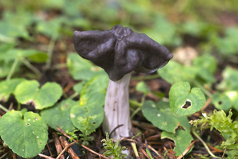 False Morel This is just one of a number of mushrooms commonly known as a false morel.  Geotagged,Helvella vespertina,United States