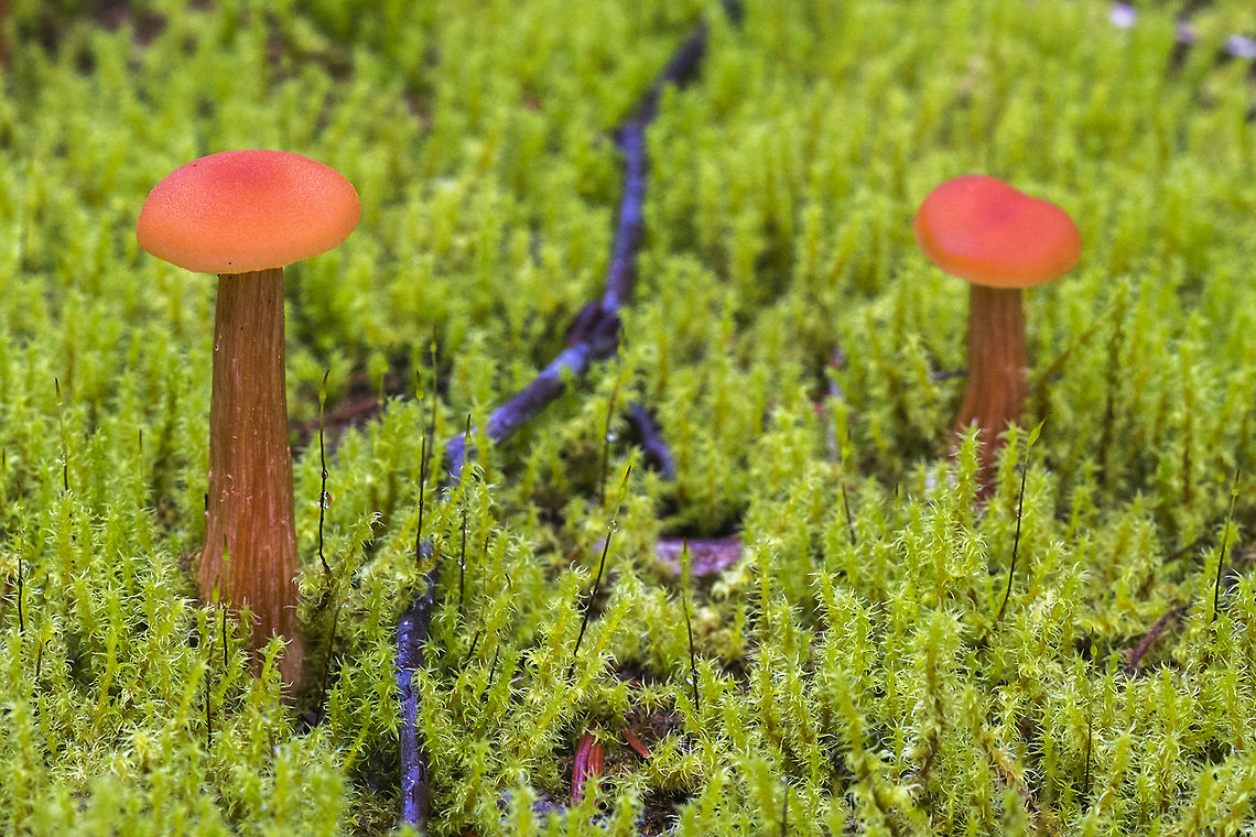Small red waxy caps so&hellip; I&#039;m willing to say that this is might be a Hygrocybe squamulosa, taking into account location and features. I do wish I could find an example with a stem more like these though.. Geotagged,Laccaria laccata,United States
