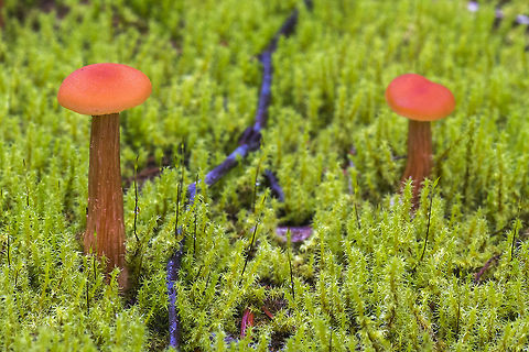 Small red waxy caps so&hellip; I'm willing to say that this is might be a Hygrocybe squamulosa, taking into account location and features. I do wish I could find an example with a stem more like these though.. Geotagged,Laccaria laccata,United States