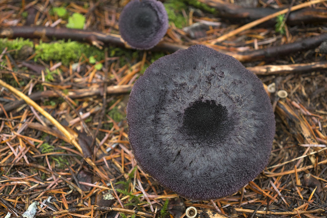 Purple (yes! purple) mushrooms  Cortinarius violaceus,Geotagged,United States