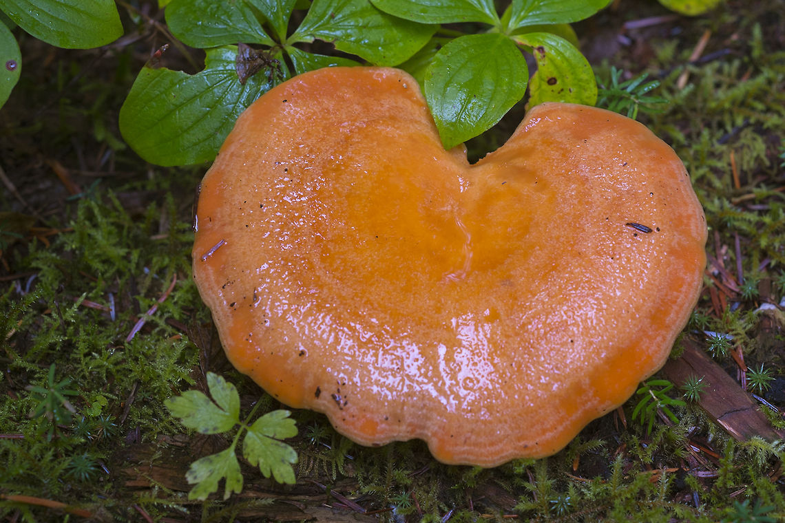 Large Bleeding Milkcap  Geotagged,Lactarius rubrilacteus,United States