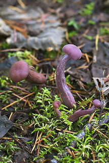 Amethyst Deceiver - NW America variant - Laccaria amethysteo-occidentalis Looks like one of the main differences between this and it's European cousin is it's preferred habitat - these like conifer forests, while those in Europe like hardwoods. Geotagged,Laccaria amethystina,Laccaria_amethystina#Similar_species,United States