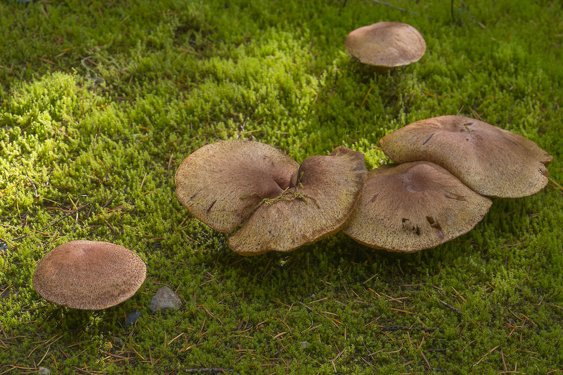 Bolete - Suillus Tomentosus Some people eat these, but other's find they cause an upset stomach. Geotagged,Suillus tomentosus,United States