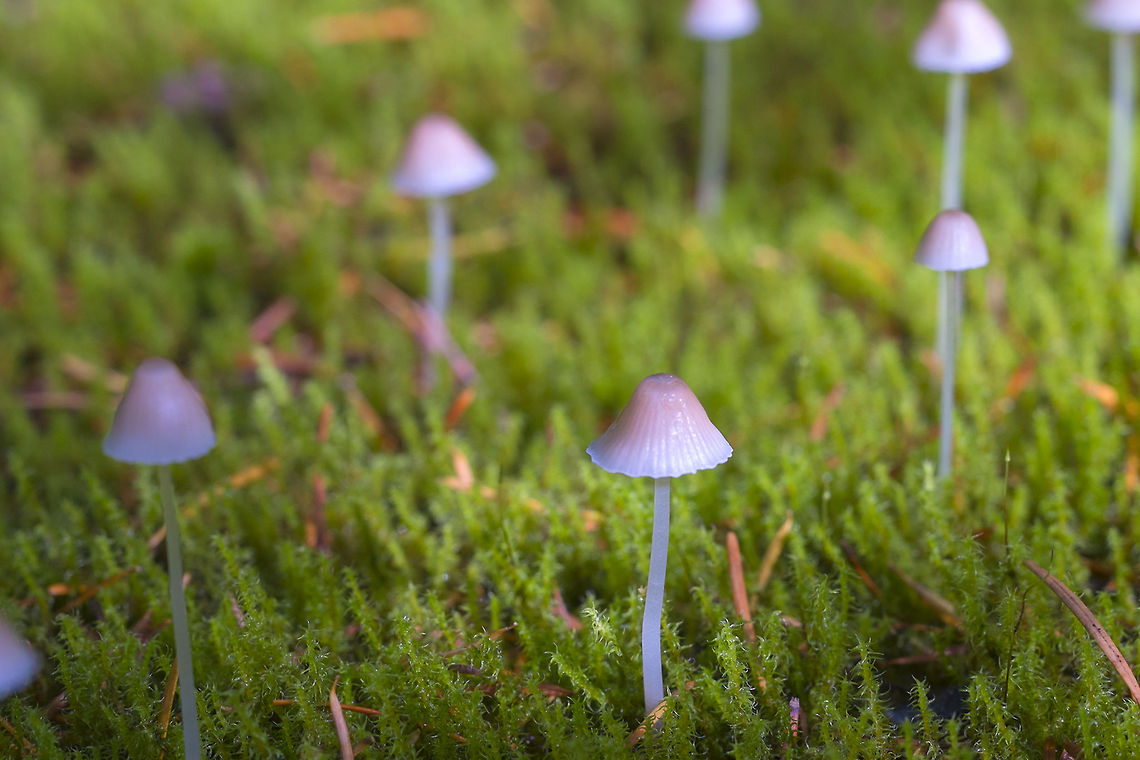 tiny fairy forest  Geotagged,Mycena adonis,Scarlet bonnet,United States