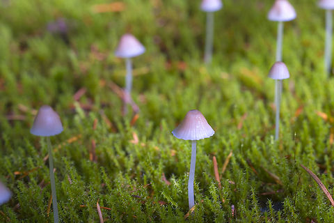 tiny fairy forest  Geotagged,Mycena adonis,Scarlet bonnet,United States