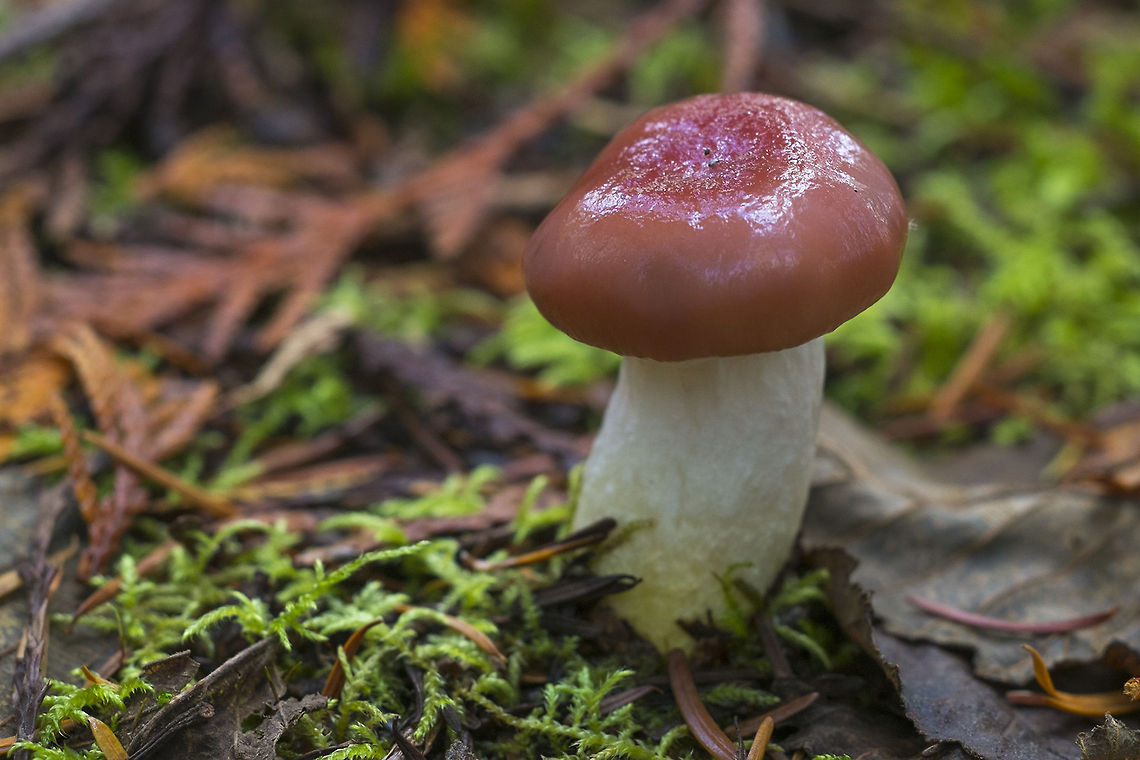 Red cap mushroom  Geotagged,Gomphidius subroseus,United States