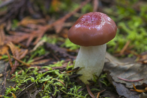 Red cap mushroom  Geotagged,Gomphidius subroseus,United States
