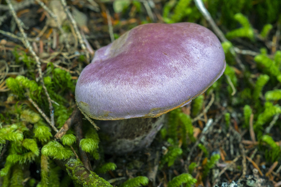 Lavender mushroom  Cortinarius traganus,Geotagged,United States