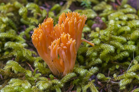 Orange Coral Mushroom  Geotagged,Ramaria formosa,United States,ramaria formosa