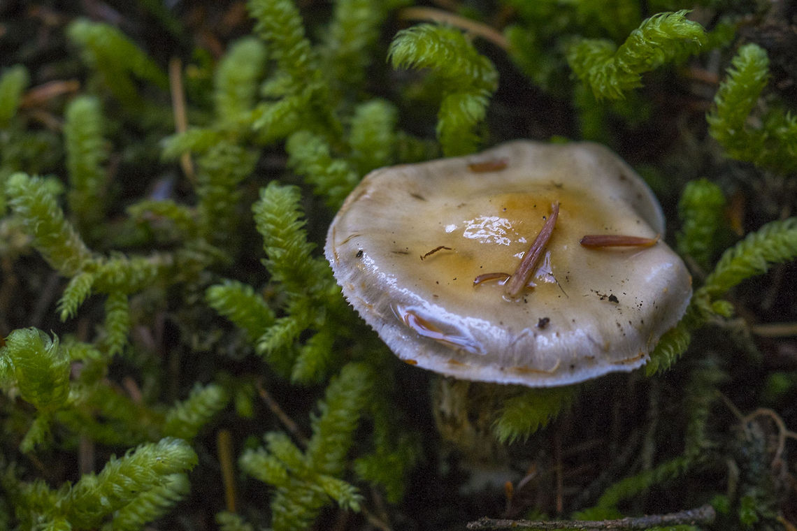 Sticky mushroom  Geotagged,United States