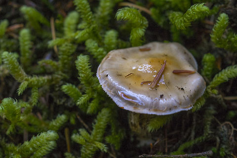 Sticky mushroom  Geotagged,United States
