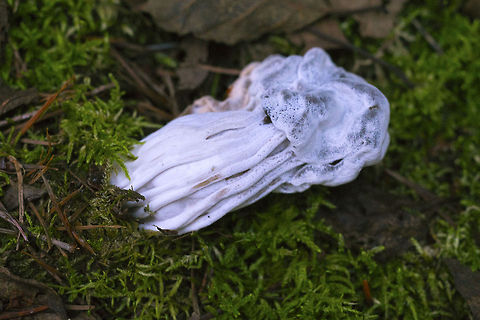 Parasitized false morel - Hypomyces cervinigenus Neat - this fungi is growing on a fungi  Geotagged,Hypomyces cervinigenus,United States